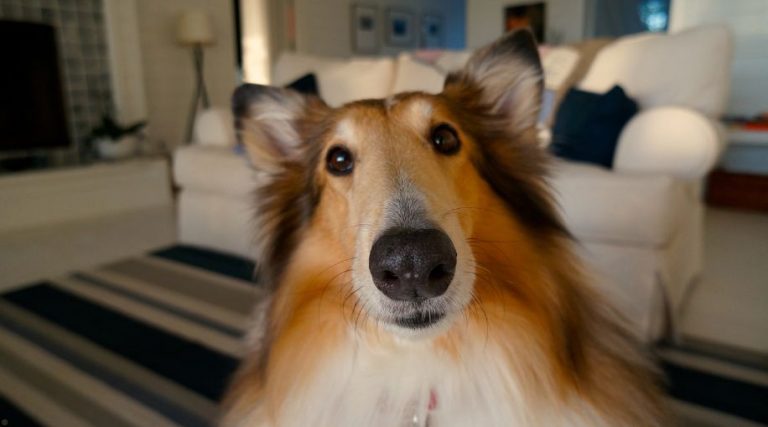 A very cute dog sitting in a living room.