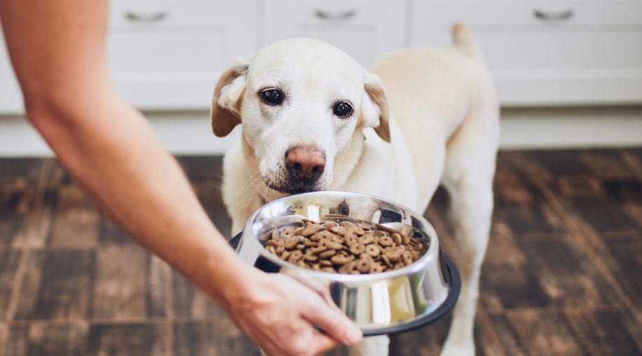 A white lab dog looking at a bowl of dog food.